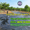 Thi Công Bạt Lót Hồ Chứa Nước Tưới Cây Tại Phú Giáo